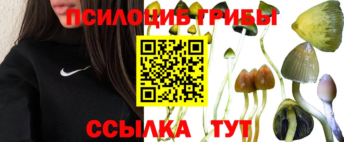 Псилоцибиновые грибы мицелий Мурманск